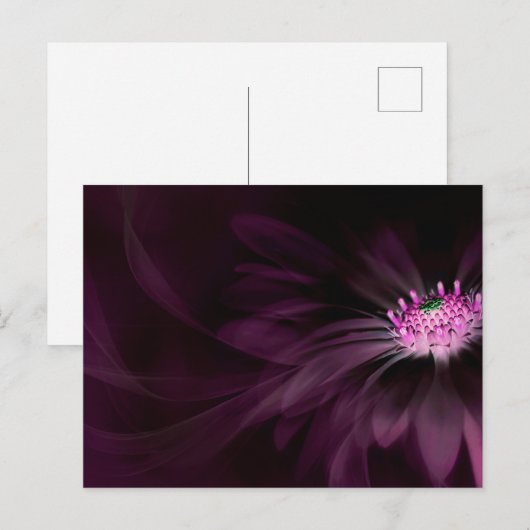 Flowers | Purple Daisy Briefkaart (Voorkant / Achterkant)