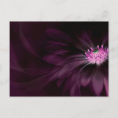 Flowers | Purple Daisy Briefkaart (Voorkant)