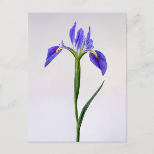 Flowers | Purple Iris Flower Briefkaart (Voorkant)