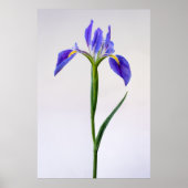 Flowers | Purple Iris Flower Poster (Voorkant)