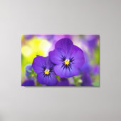 Flowers | Purple Pansie Canvas Afdruk (Voorkant)