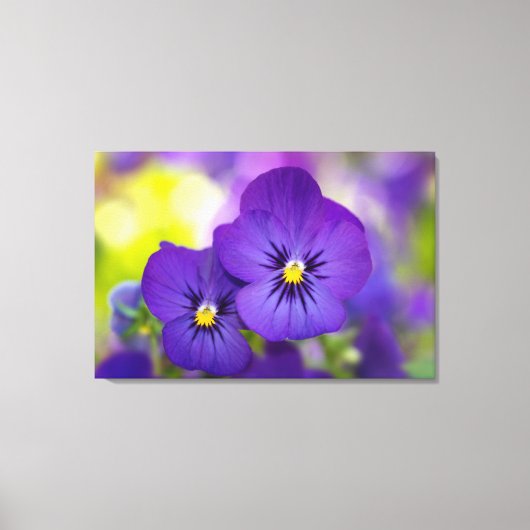 Flowers | Purple Pansie Canvas Afdruk (Voorkant)