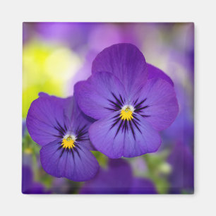 Flowers   Purple Pansie Magneet