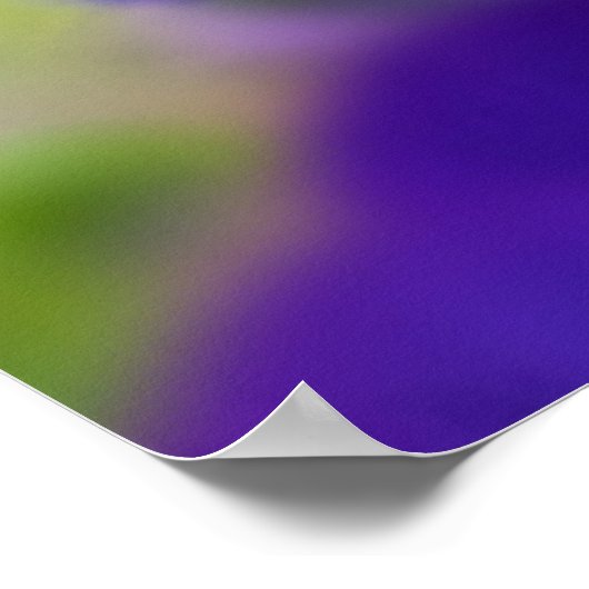 Flowers | Purple Pansie Poster (Hoek)