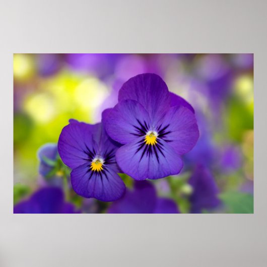 Flowers | Purple Pansie Poster (Voorkant)