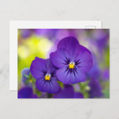 Flowers | Purple Pansies Briefkaart (Voorkant / Achterkant)