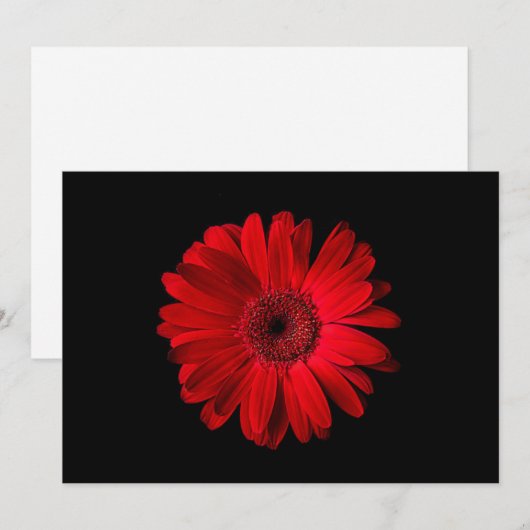 Flowers Red Gerbera Daisy Bedankkaart (Voorkant / Achterkant)