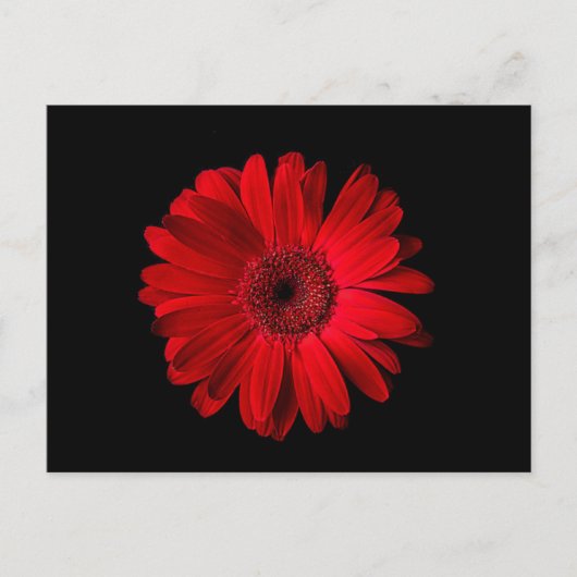 Flowers Red Gerbera Daisy Briefkaart (Voorkant)