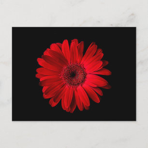 Flowers Red Gerbera Daisy Briefkaart