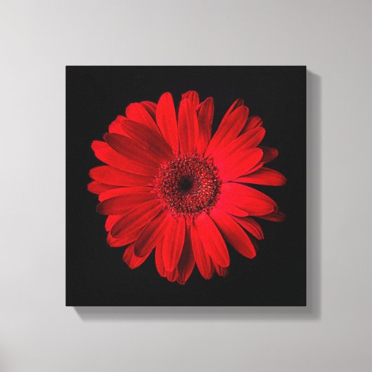 Flowers | Red Gerbera Daisy Canvas Afdruk (Voorkant)