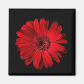 Flowers Red Gerbera Daisy Magneet (Voorkant)