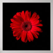 Flowers Red Gerbera Daisy Poster (Voorkant)