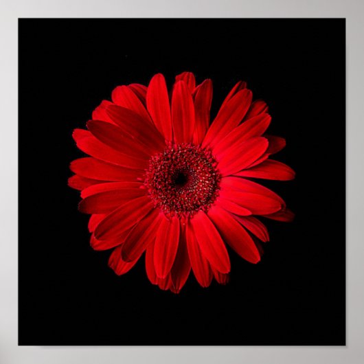 Flowers Red Gerbera Daisy Poster (Voorkant)