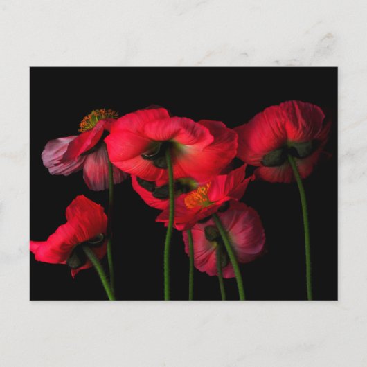 Flowers | Red Poppies Briefkaart (Voorkant)
