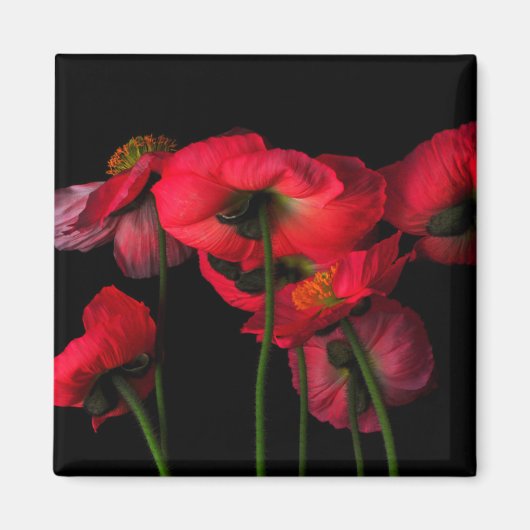 Flowers | Red Poppies Magneet (Voorkant)