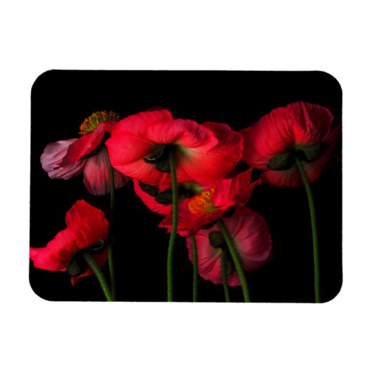 Flowers | Red Poppies Magneet (Horizontaal)