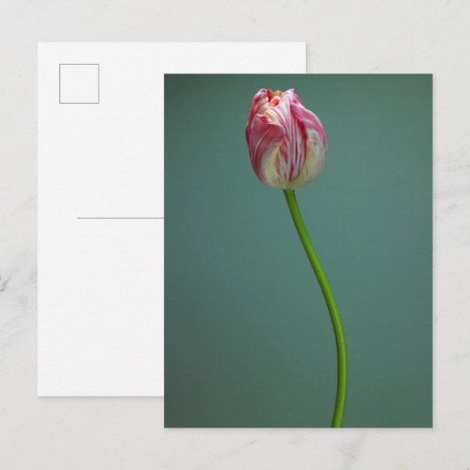 Flowers Single Tulip Flower Briefkaart (Voorkant / Achterkant)