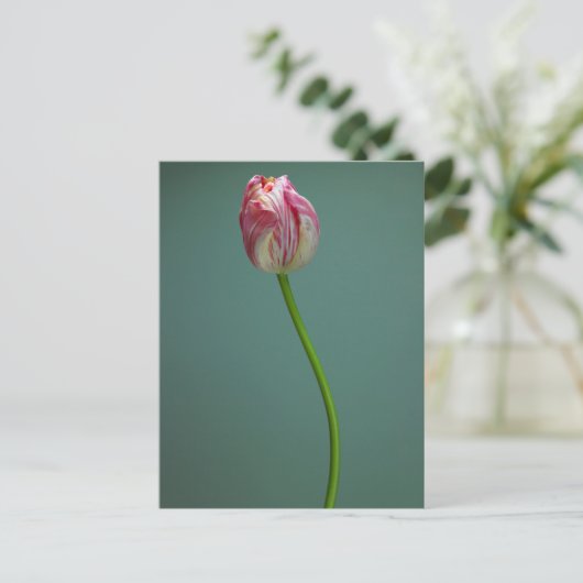 Flowers Single Tulip Flower Briefkaart (Staand voorkant)