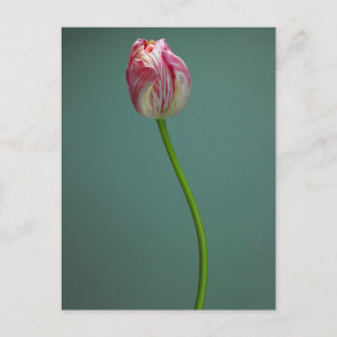 Flowers Single Tulip Flower Briefkaart