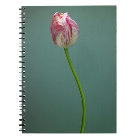 Flowers Single Tulip Flower Notitieboek (Voorkant)