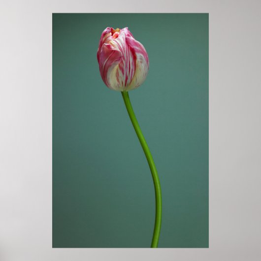 Flowers Single Tulip Flower Poster (Voorkant)