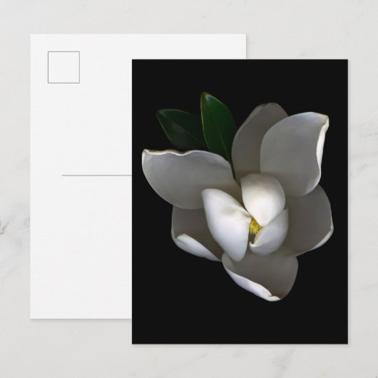 Flowers Single White Magnolia Blossom Briefkaart (Voorkant / Achterkant)