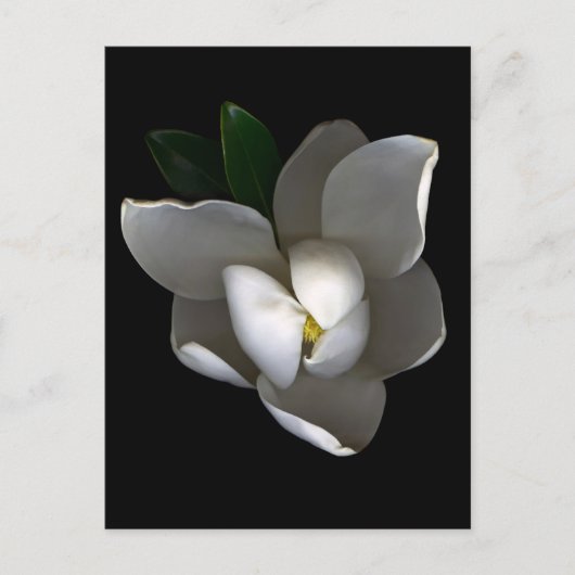Flowers Single White Magnolia Blossom Briefkaart (Voorkant)