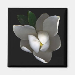 Flowers Single White Magnolia Blossom Magneet