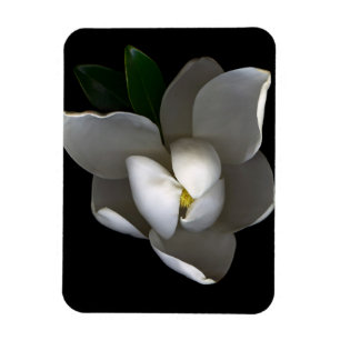 Flowers Single White Magnolia Blossom Magneet