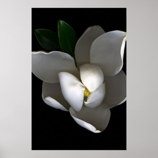 Flowers Single White Magnolia Blossom Poster (Voorkant)