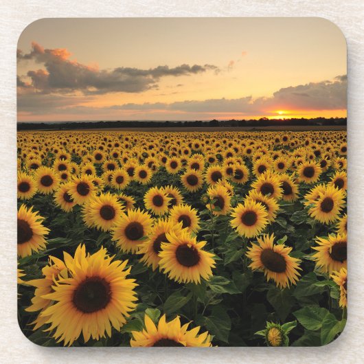 Flowers | Sunflower Field Bier Onderzetter (Voorkant)