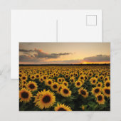 Flowers | Sunflower Field Briefkaart (Voorkant / Achterkant)