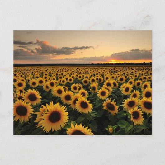 Flowers | Sunflower Field Briefkaart (Voorkant)