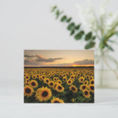 Flowers | Sunflower Field Briefkaart (Staand voorkant)