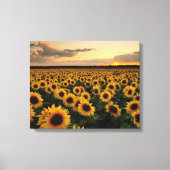 Flowers | Sunflower Field Canvas Afdruk (Voorkant)