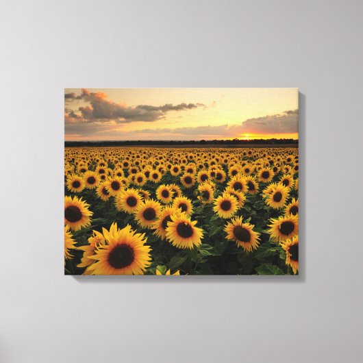 Flowers | Sunflower Field Canvas Afdruk (Voorkant)