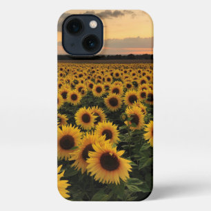 Flowers   Sunflower Field iPhone 13 Hoesje