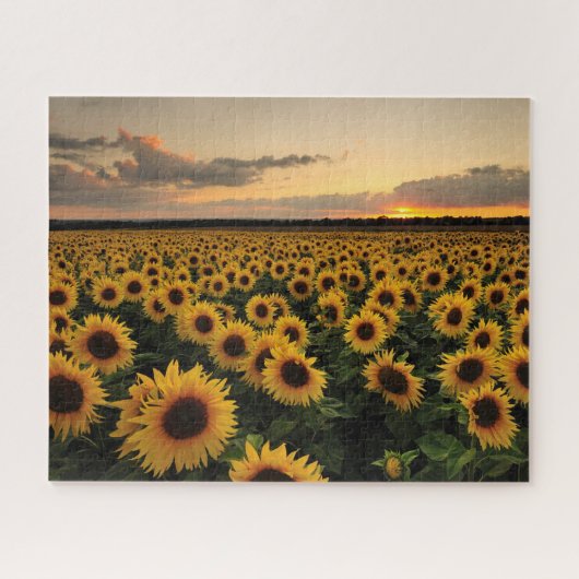 Flowers | Sunflower Field Legpuzzel (Horizontaal)