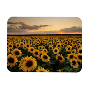 Flowers Sunflower Field Magneet