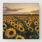 Flowers | Sunflower Field Vierkante Klok (Voorkant)