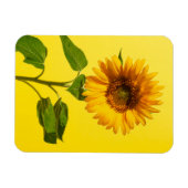 Flowers Sunflower on Yellow Magneet (Horizontaal)