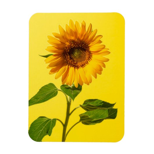 Flowers Sunflower on Yellow Magneet (Verticaal)