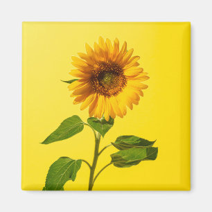 Flowers Sunflower on Yellow Magneet