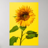 Flowers Sunflower on Yellow Poster (Voorkant)