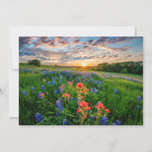Flowers | Texas Bluebonnets & Indian Paintbrush Bedankkaart (Voorkant)