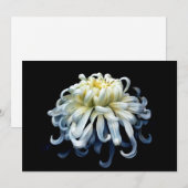 Flowers White Chrysanthemum Bedankkaart (Voorkant / Achterkant)