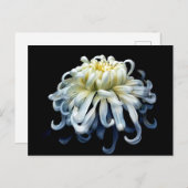 Flowers White Chrysanthemum Briefkaart (Voorkant / Achterkant)