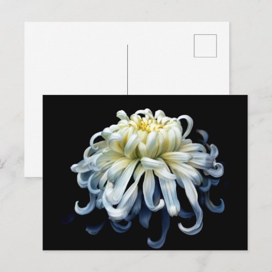 Flowers White Chrysanthemum Briefkaart (Voorkant / Achterkant)