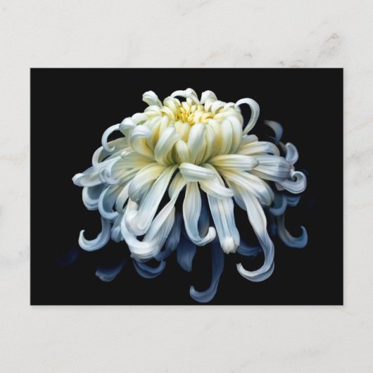 Flowers White Chrysanthemum Briefkaart (Voorkant)