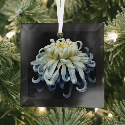 Flowers White Chrysanthemum Glas Ornament (Insitu)